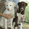 Cassi/Layla DOPTED!!