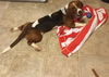 Miles/ADOPTED!