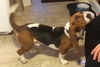 Miles/ADOPTED!