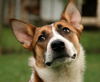 Spock- ADOPTED!!!