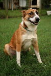 Spock- ADOPTED!!!