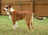 Spock- ADOPTED!!!