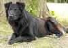 Spooky-ADOPTED!!