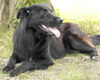 Spooky-ADOPTED!!