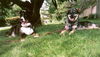 Charli-ADOPTED!!!