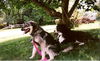 Charli-ADOPTED!!!