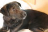 Roxy-ADOPTED!!
