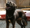Roxy-ADOPTED!!
