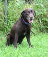 BRODY-ADOPTED!!