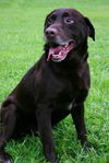 BRODY-ADOPTED!!