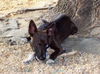 Cyan - CC - ADOPTED!!