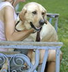 Goldie-ADOPTED!!!