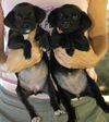 Blaze/Lexi - ADOPTED!!!