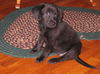 Blaze/Lexi - ADOPTED!!!