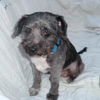 Benji - Adopted!!