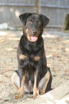 Skyler - ADOPTED!!