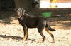 Skyler - ADOPTED!!
