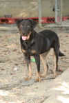 Skyler - ADOPTED!!