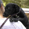 Cher/Roxie ADOPTED!!