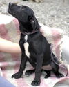 Cher/Roxie ADOPTED!!