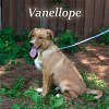 Vanellope/ADOPTED!!