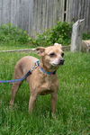 Cindee/ADOPTION PENDING!
