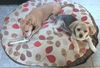 Cindee/ADOPTION PENDING!