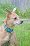 Cindee/ADOPTION PENDING!