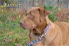 Tanner/Adopted!