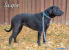 Sugar/ADOPTED!