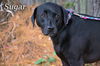 Sugar/ADOPTED!