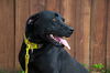 Sugar/ADOPTED!