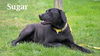 Sugar/ADOPTED!