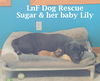 Sugar/ADOPTED!