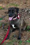 Pepper/ADOPTED!