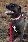 Pepper/ADOPTED!