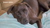 Jasper (Jake) - ADOPTED!