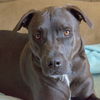 Jasper (Jake) - ADOPTED!