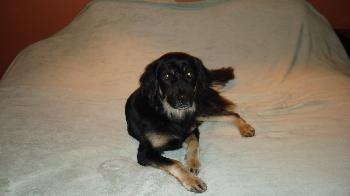 Austin/ADOPTED!! 