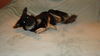 Austin/ADOPTED!! 