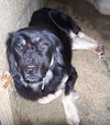 Austin/ADOPTED!! 
