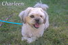 Charleen/ADOPTED!