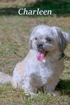 Charleen/ADOPTED!
