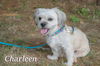 Charleen/ADOPTED!
