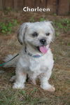 Charleen/ADOPTED!