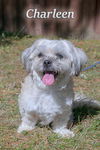 Charleen/ADOPTED!
