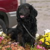 Dougie/ADOPTED!!