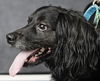 Dougie/ADOPTED!!