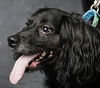 Dougie/ADOPTED!!