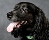 Dougie/ADOPTED!!
